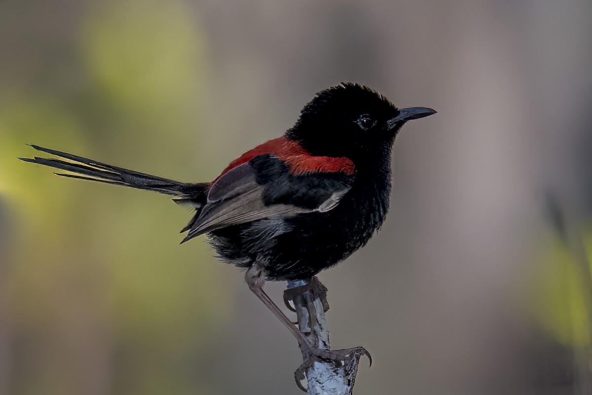 Red-backed Fairywren - ML624061602