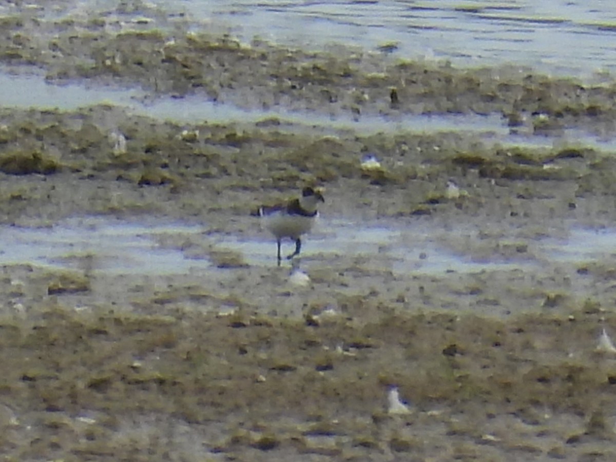 Semipalmated Plover - ML624061605