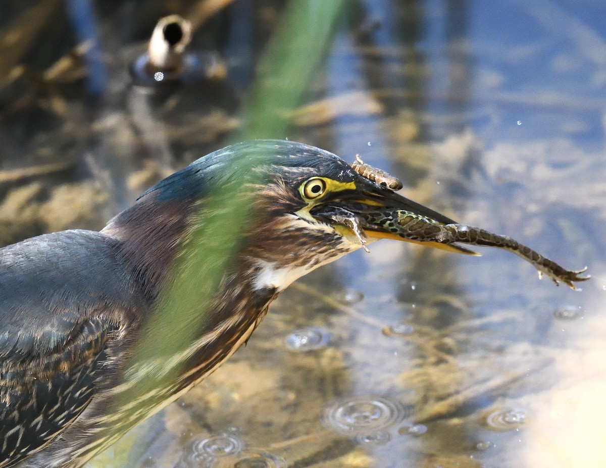 Green Heron - Margaret Hough