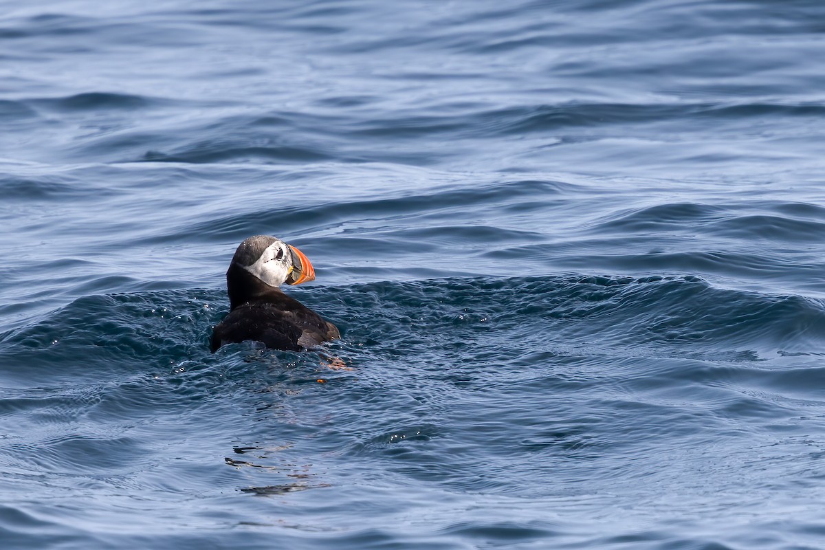 Atlantic Puffin - ML624061608