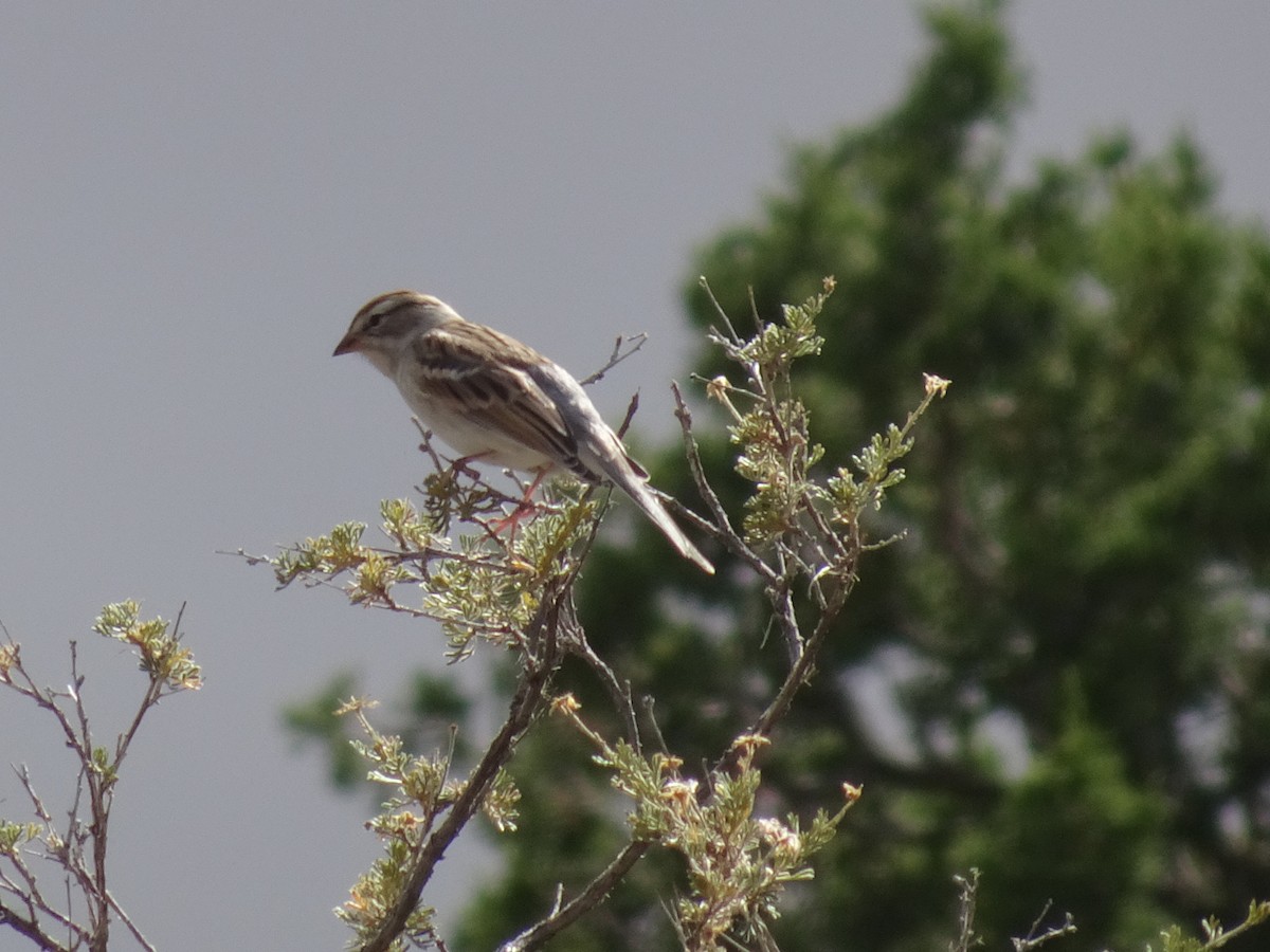 Chipping Sparrow - ML624061609