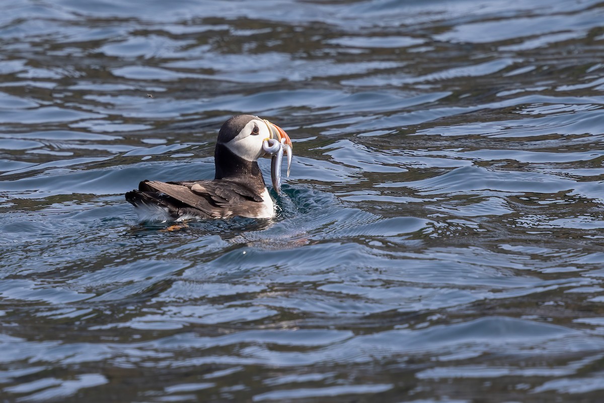 Atlantic Puffin - ML624061611