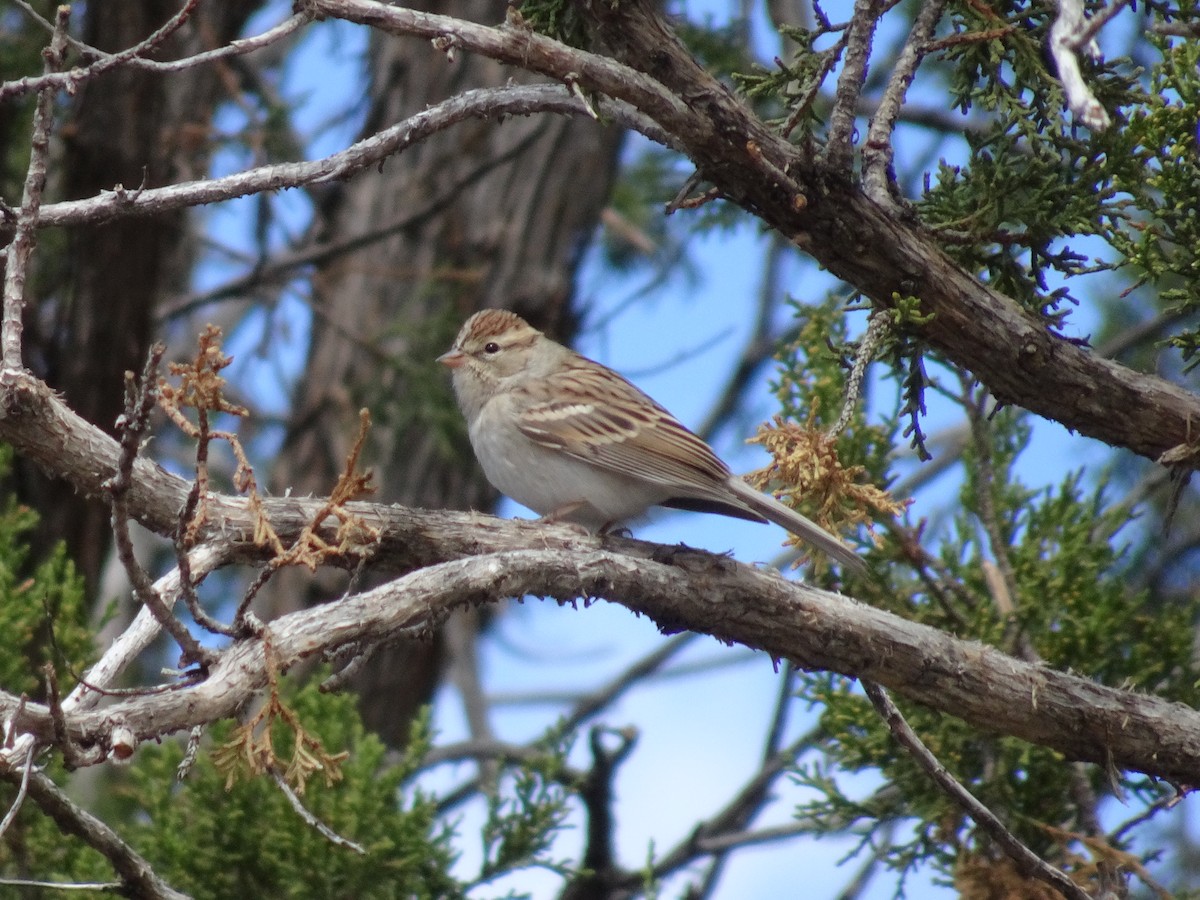 Chipping Sparrow - ML624061615