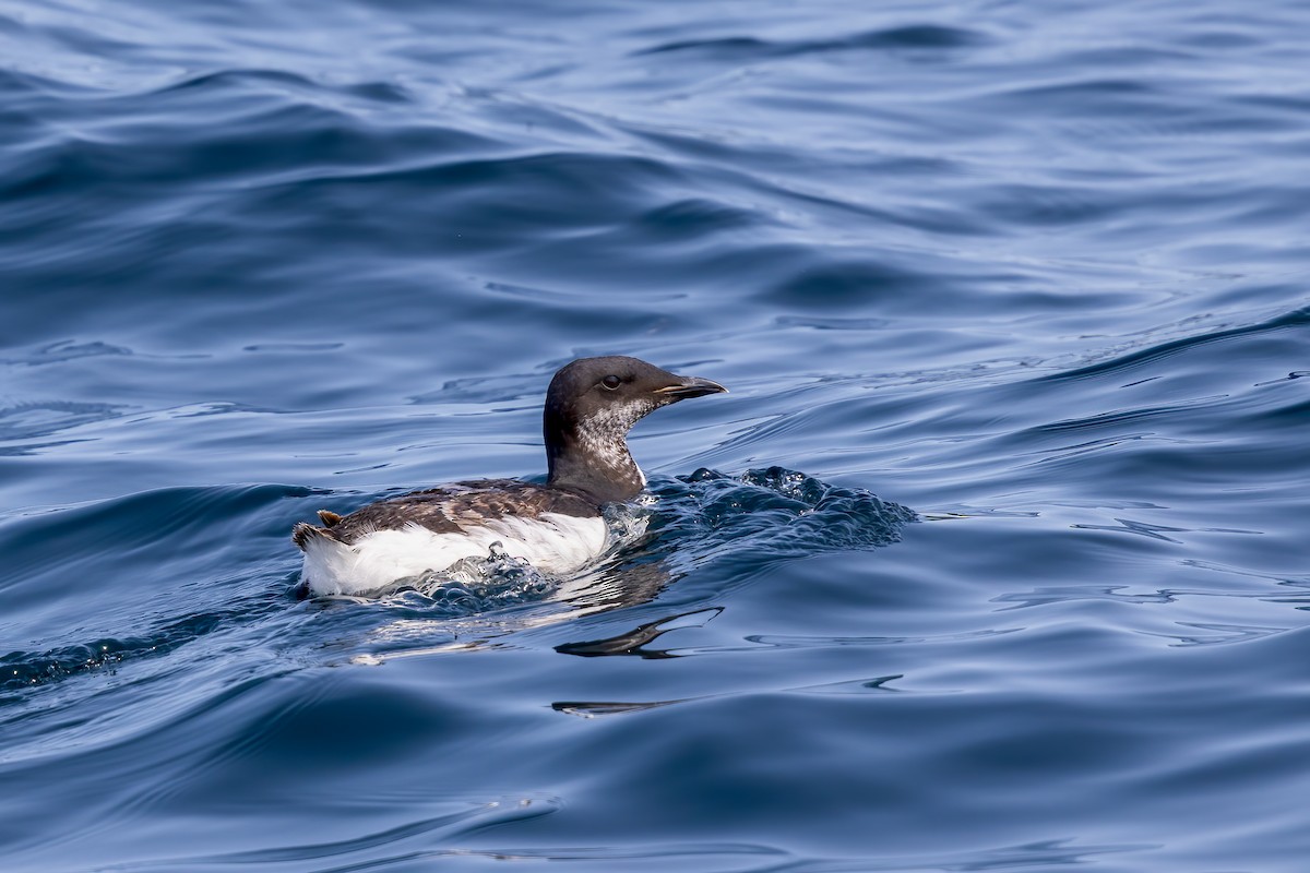 Thick-billed Murre - ML624061621