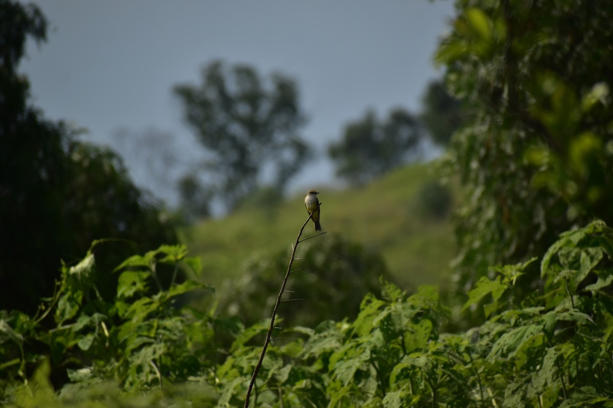 Vermilion Flycatcher - ML624061623