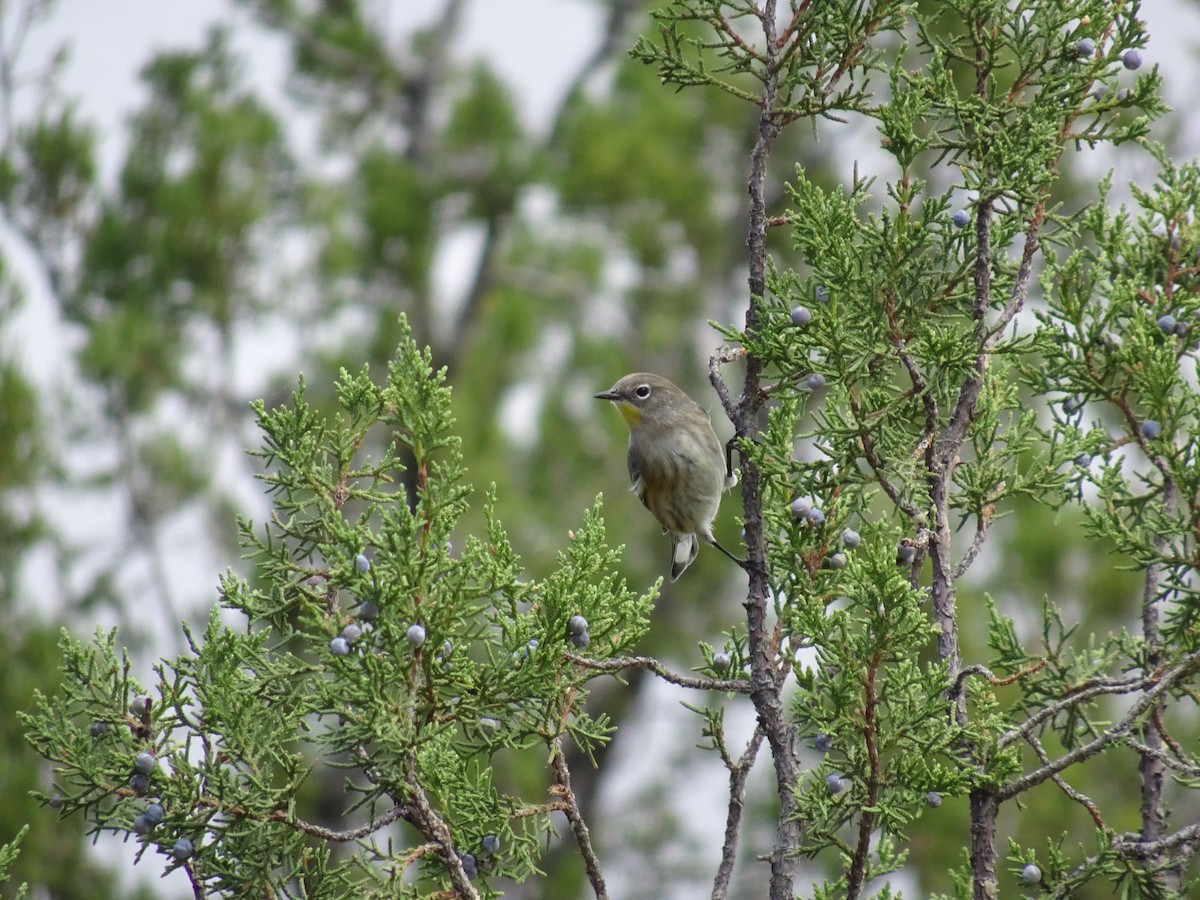 Yellow-rumped Warbler (Audubon's) - ML624061629