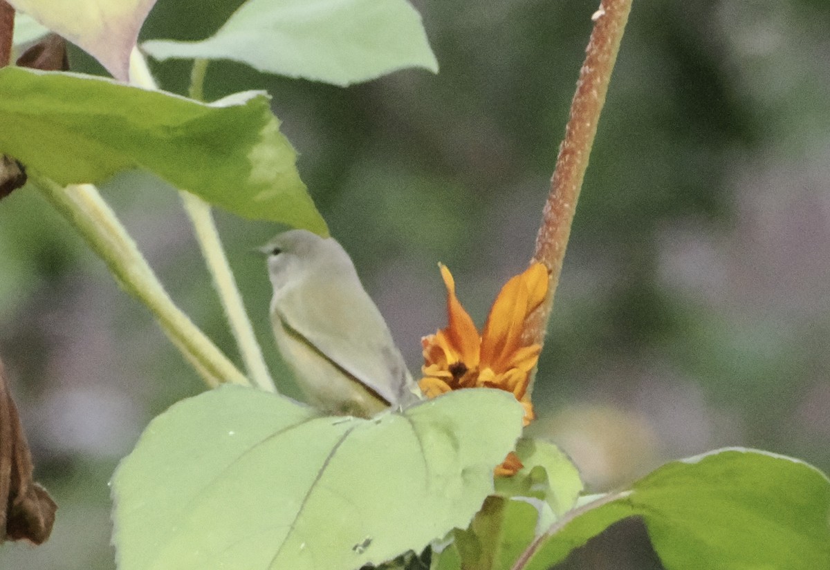 Orange-crowned Warbler - ML624061655