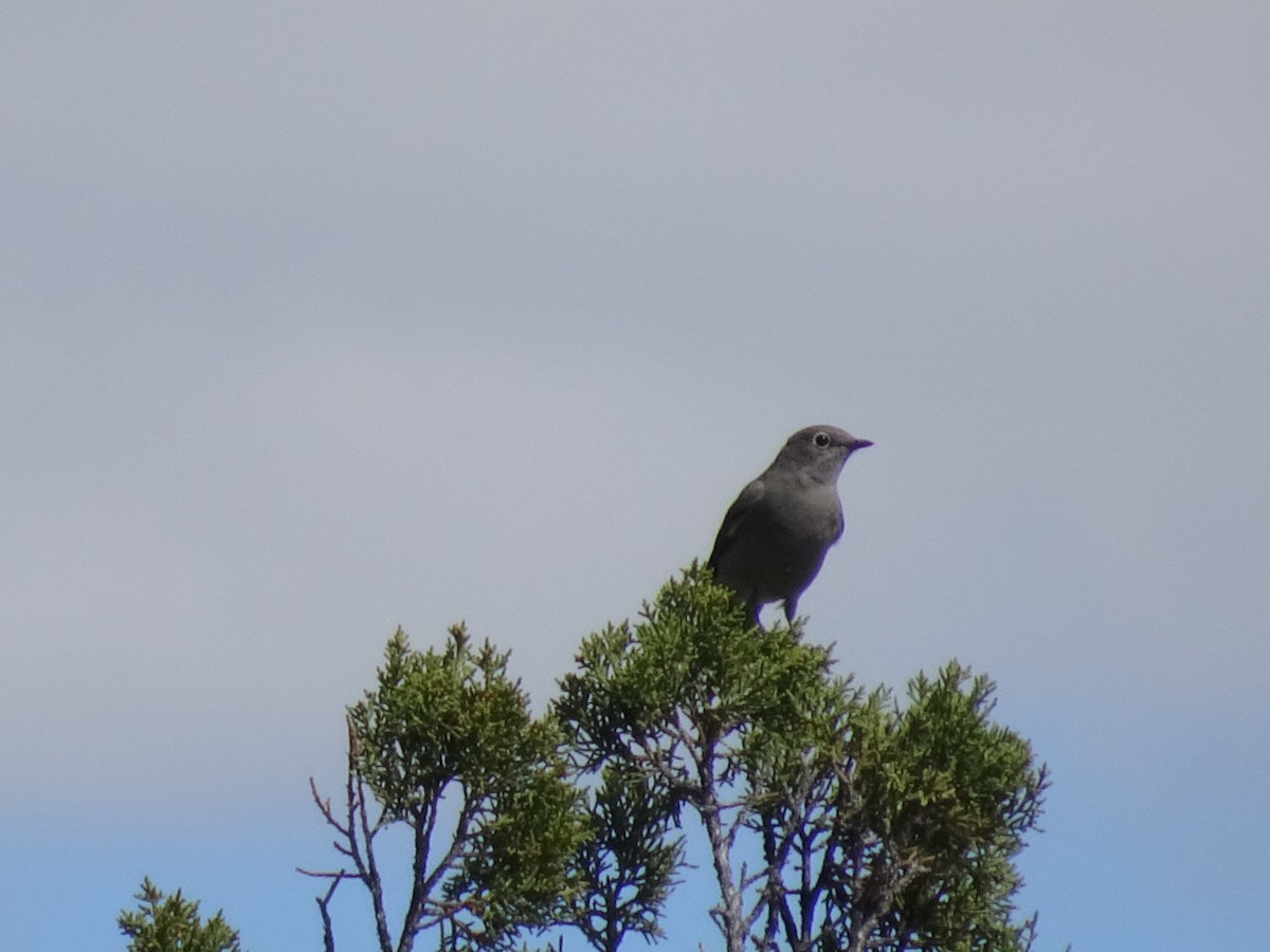 Townsend's Solitaire - ML624061657