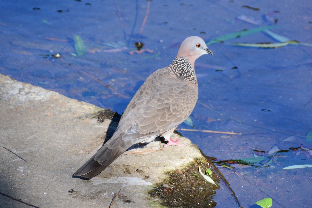 Spotted Dove - ML624061664