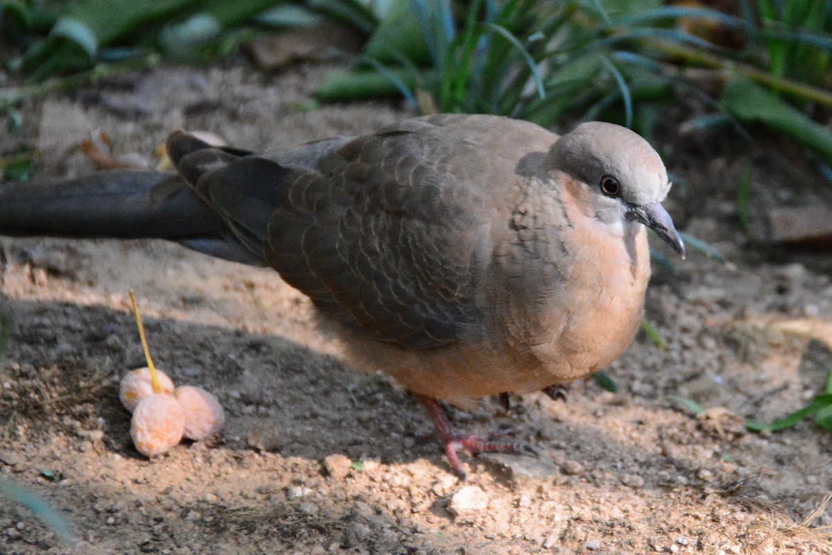 Spotted Dove - ML624061672
