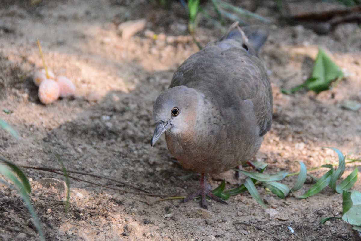 Spotted Dove - ML624061673