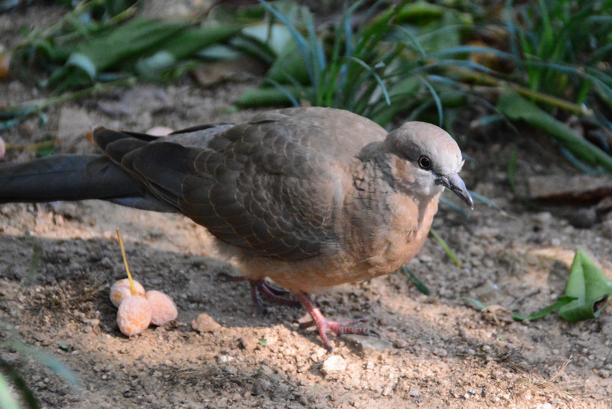 Spotted Dove - ML624061676