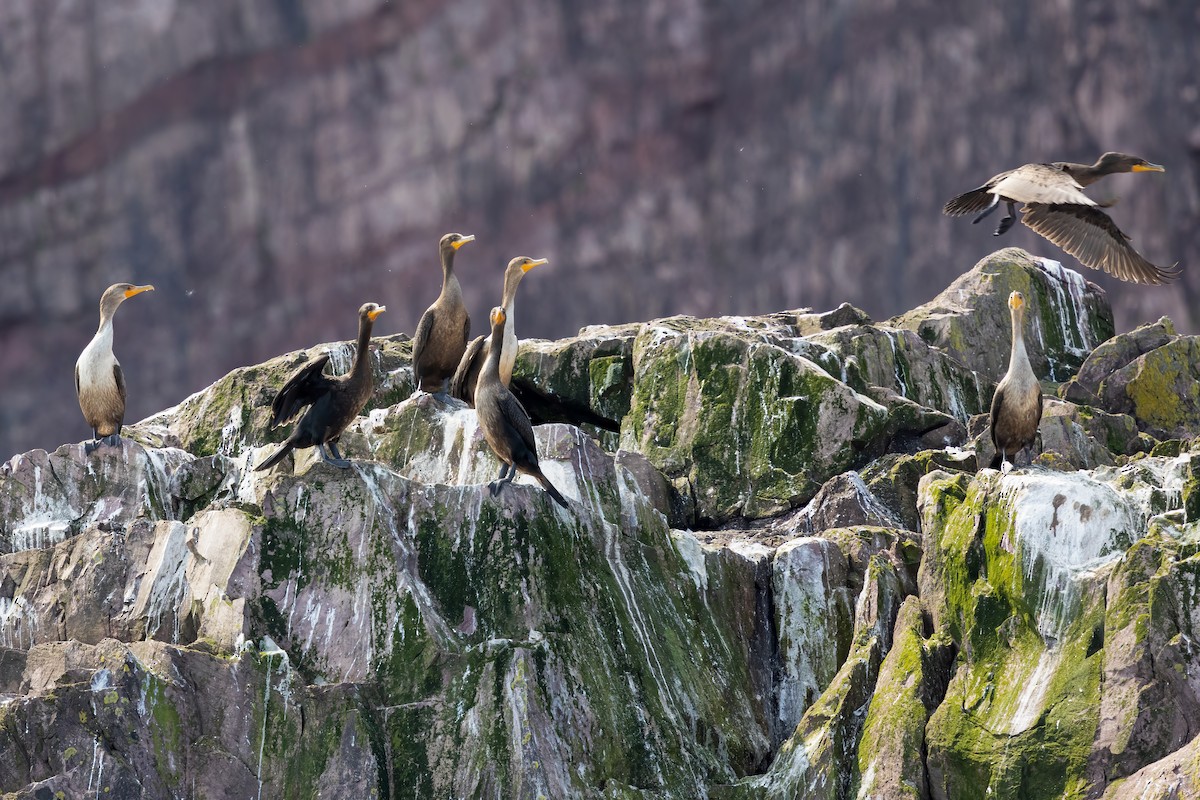 Double-crested Cormorant - ML624061679