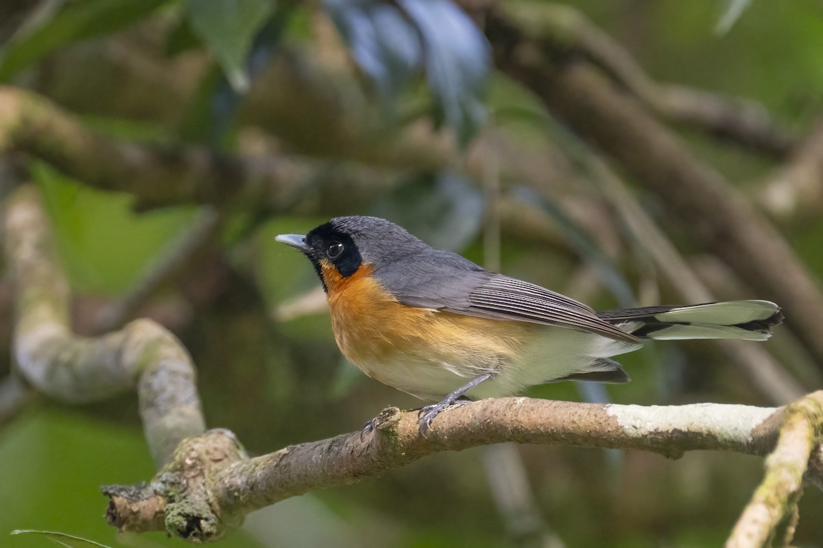 Spectacled Monarch - ML624061680