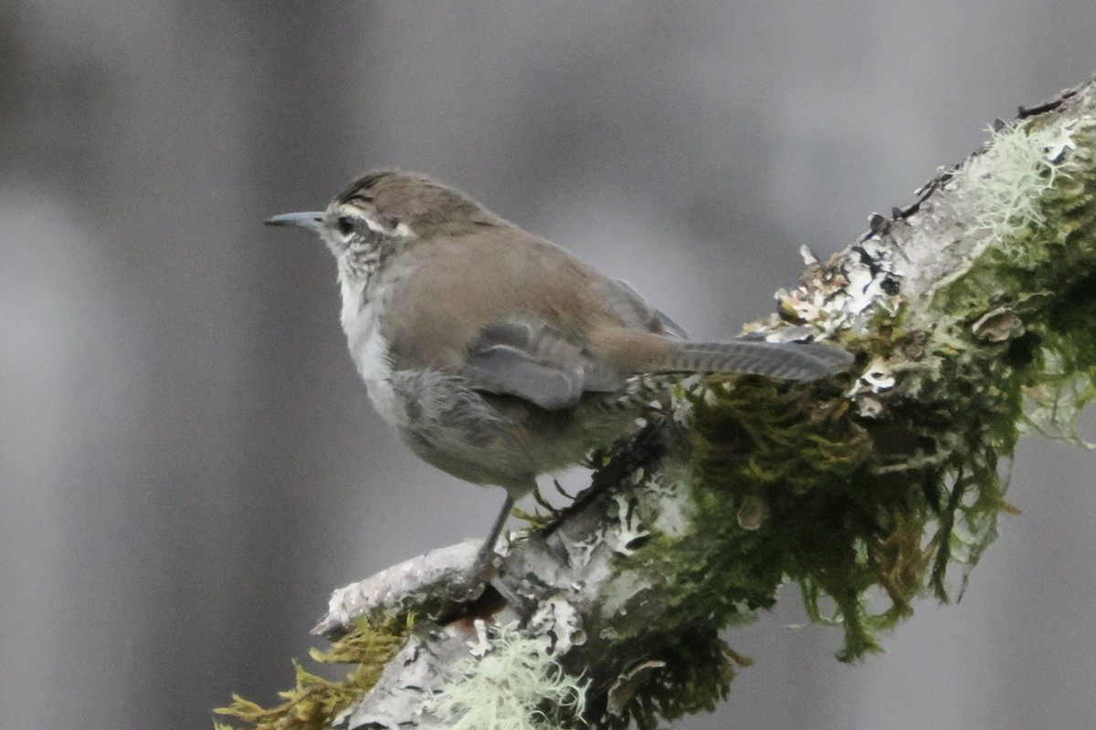 Bewick's Wren - ML624061692