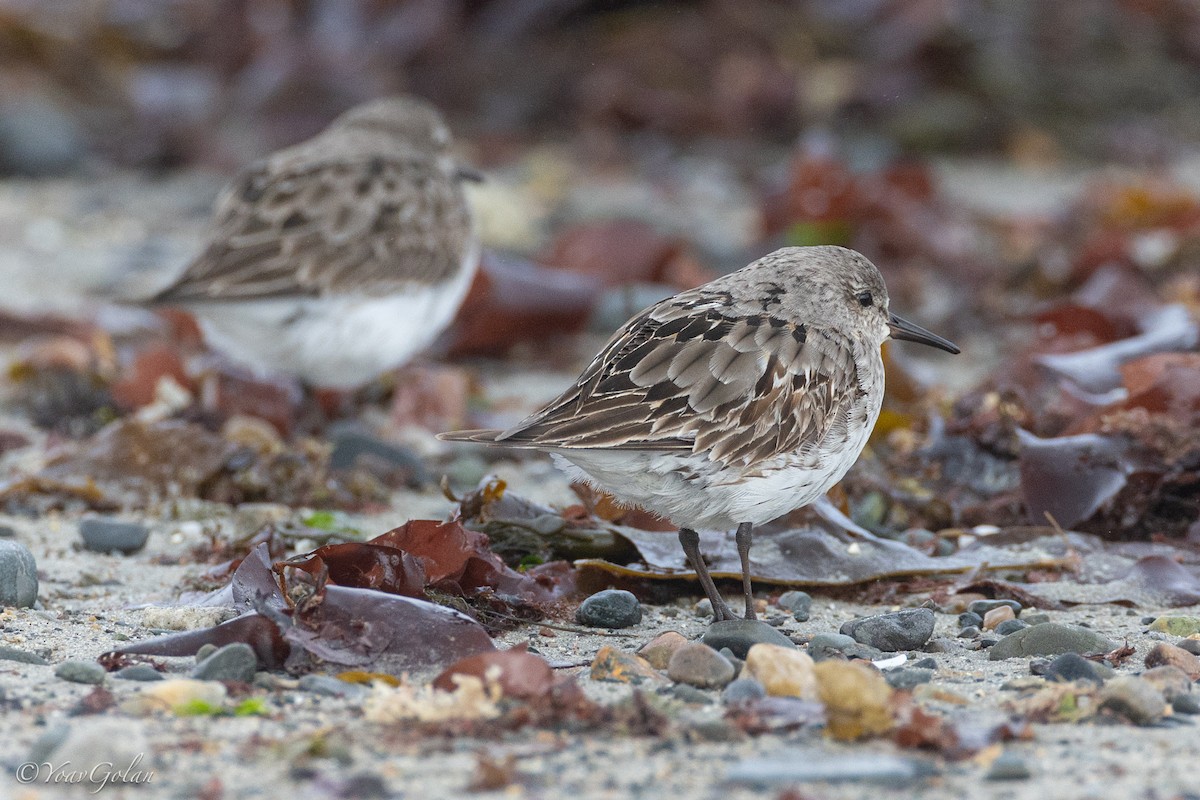 White-rumped Sandpiper - ML624061698