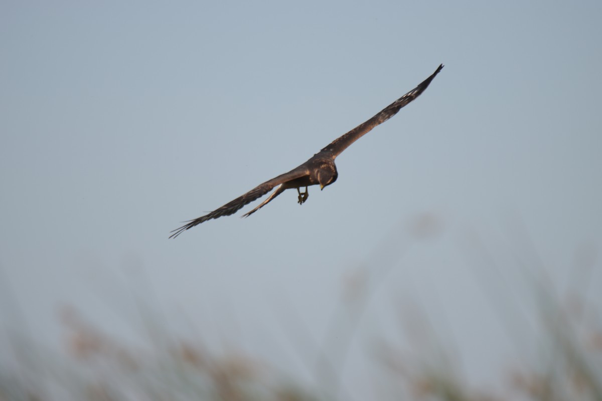 Northern Harrier - ML624061716