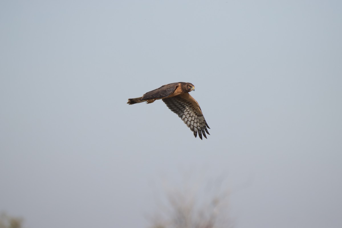 Northern Harrier - ML624061717