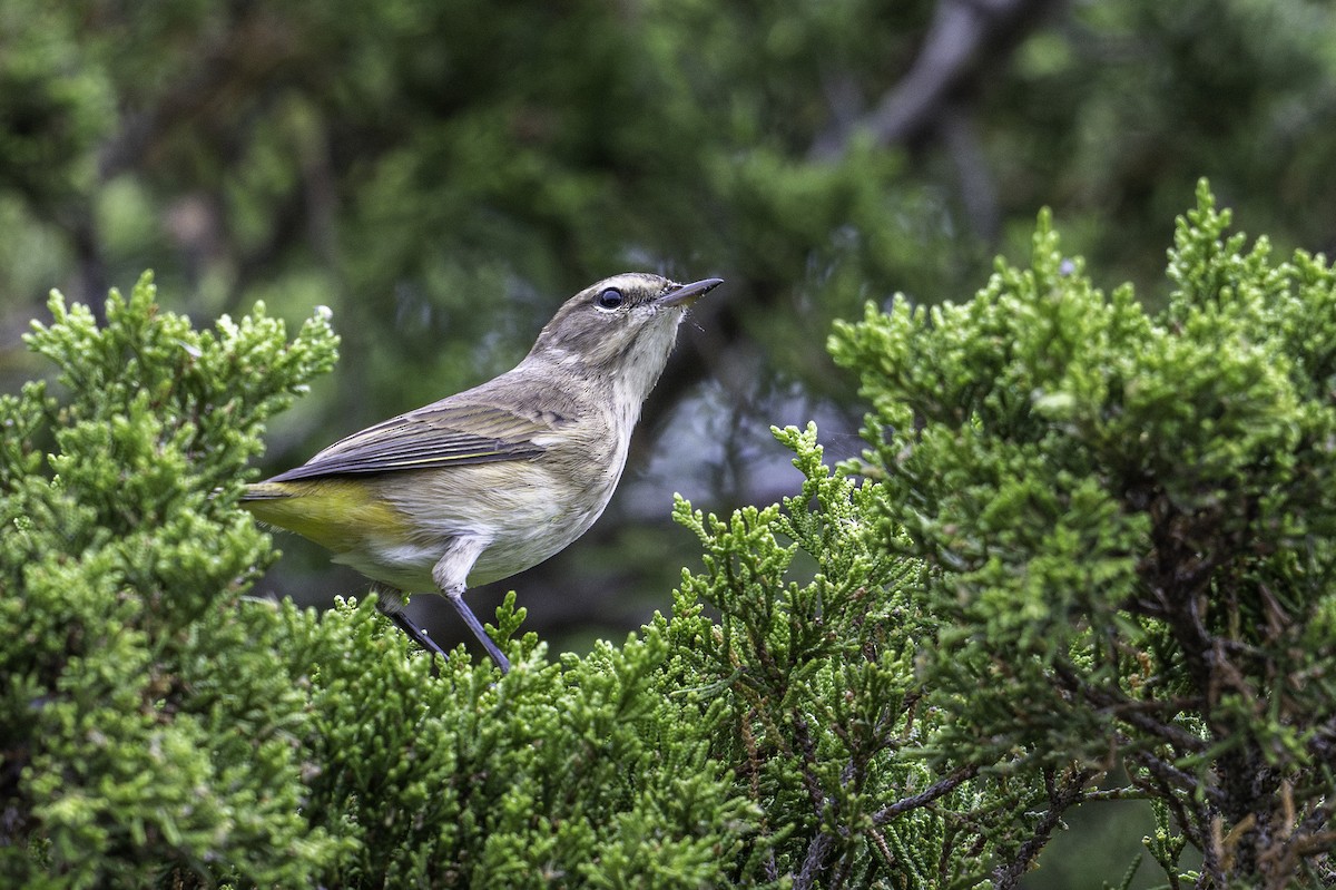 Palm Warbler - ML624061719