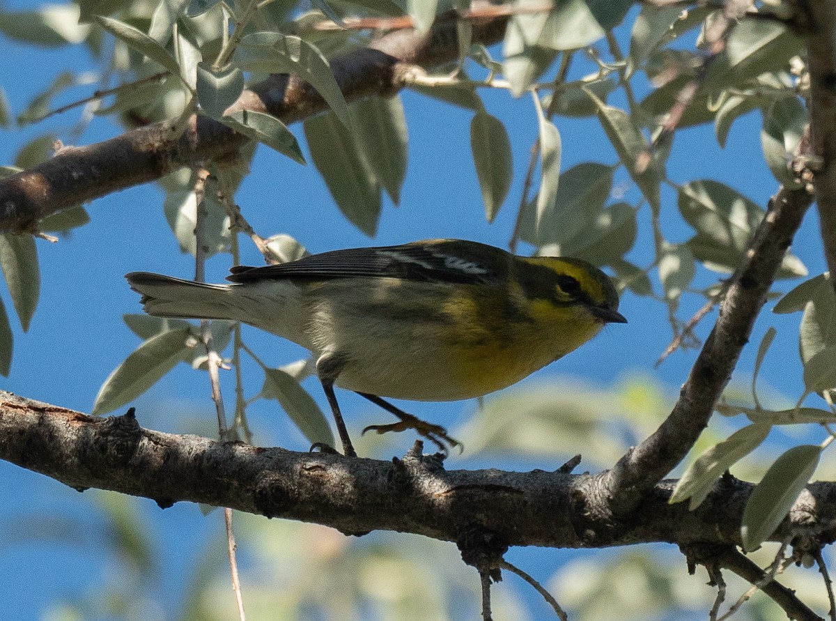 Townsend's Warbler - ML624061722