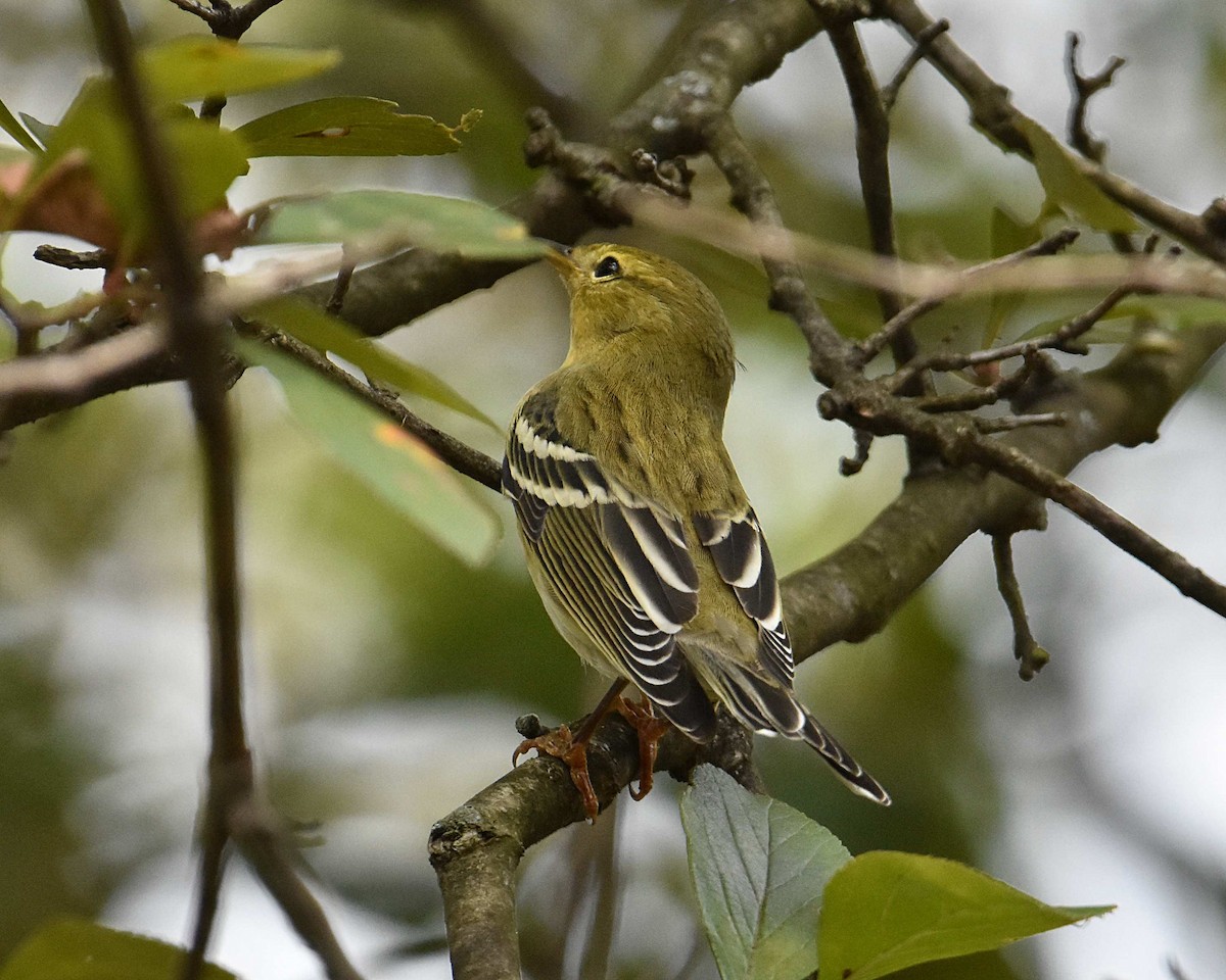 Blackpoll Warbler - Brian Hicks