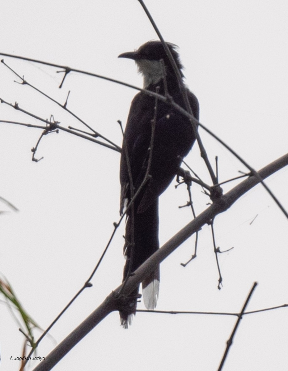 Pied Cuckoo - ML624061743