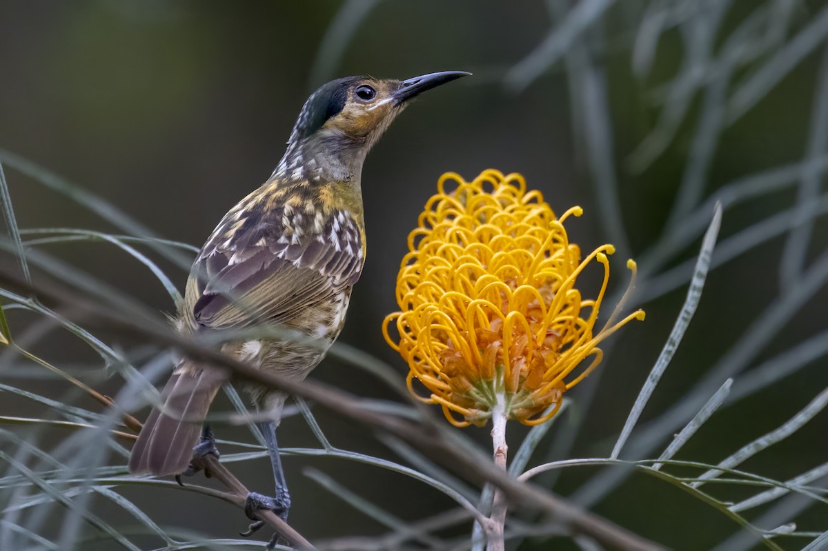 Macleay's Honeyeater - ML624061746