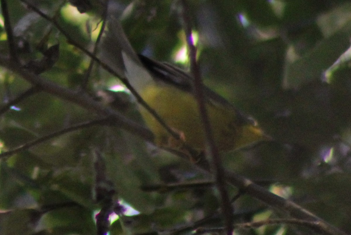 Canada Warbler - ML624061748