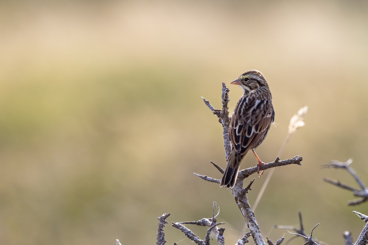 Savannah Sparrow - ML624061763