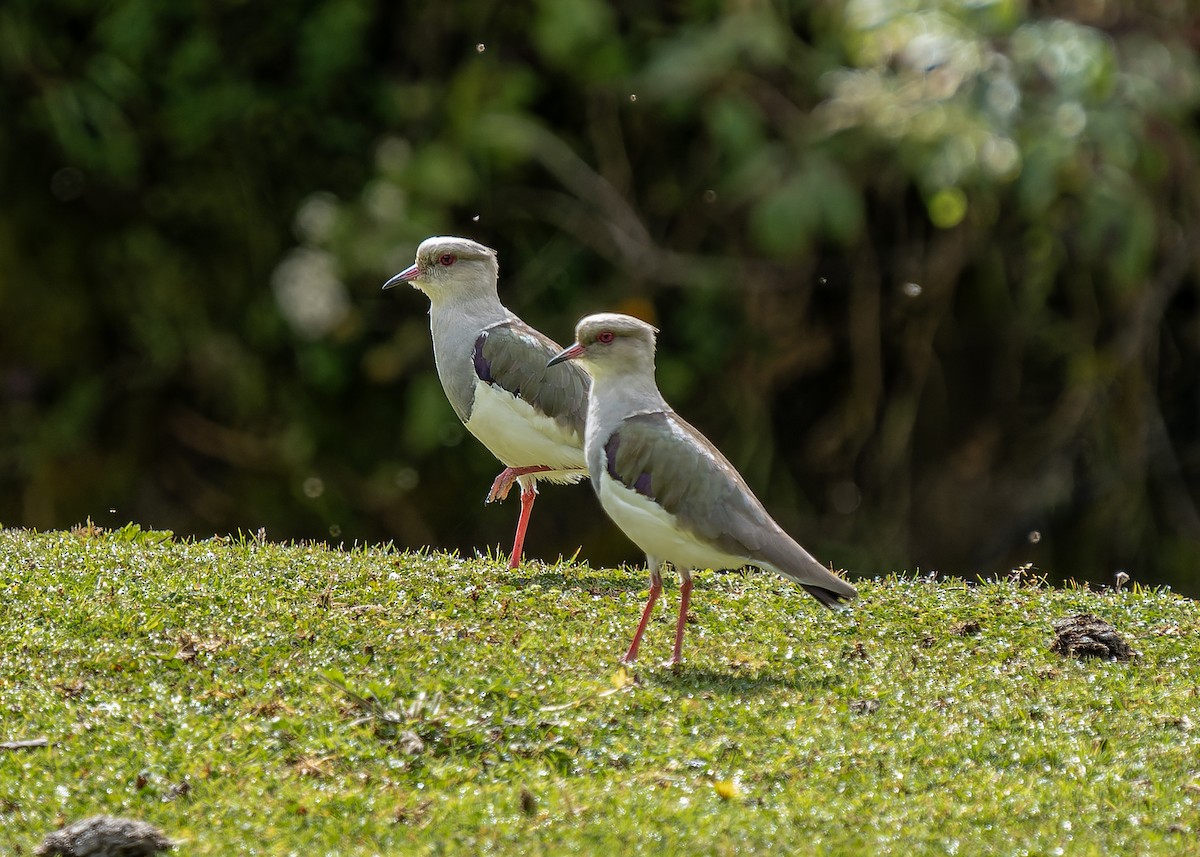 Andean Lapwing - Guillermo  Saborío Vega