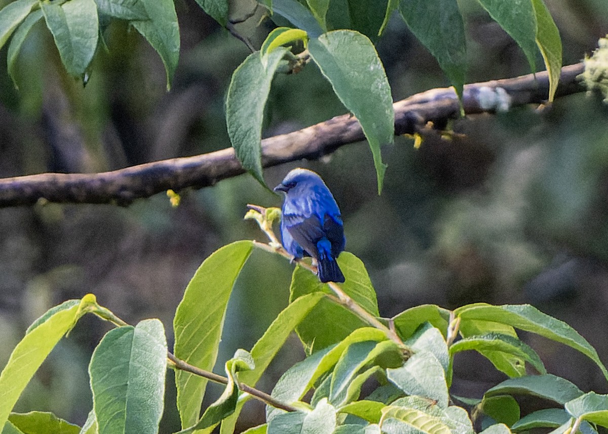 Blue-and-black Tanager - Guillermo  Saborío Vega