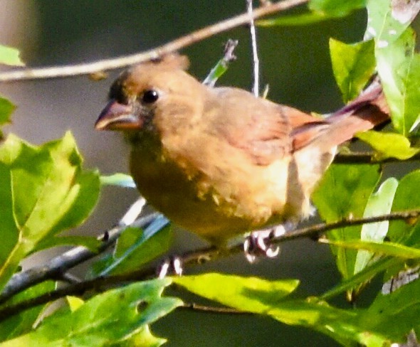 Northern Cardinal - ML624061792