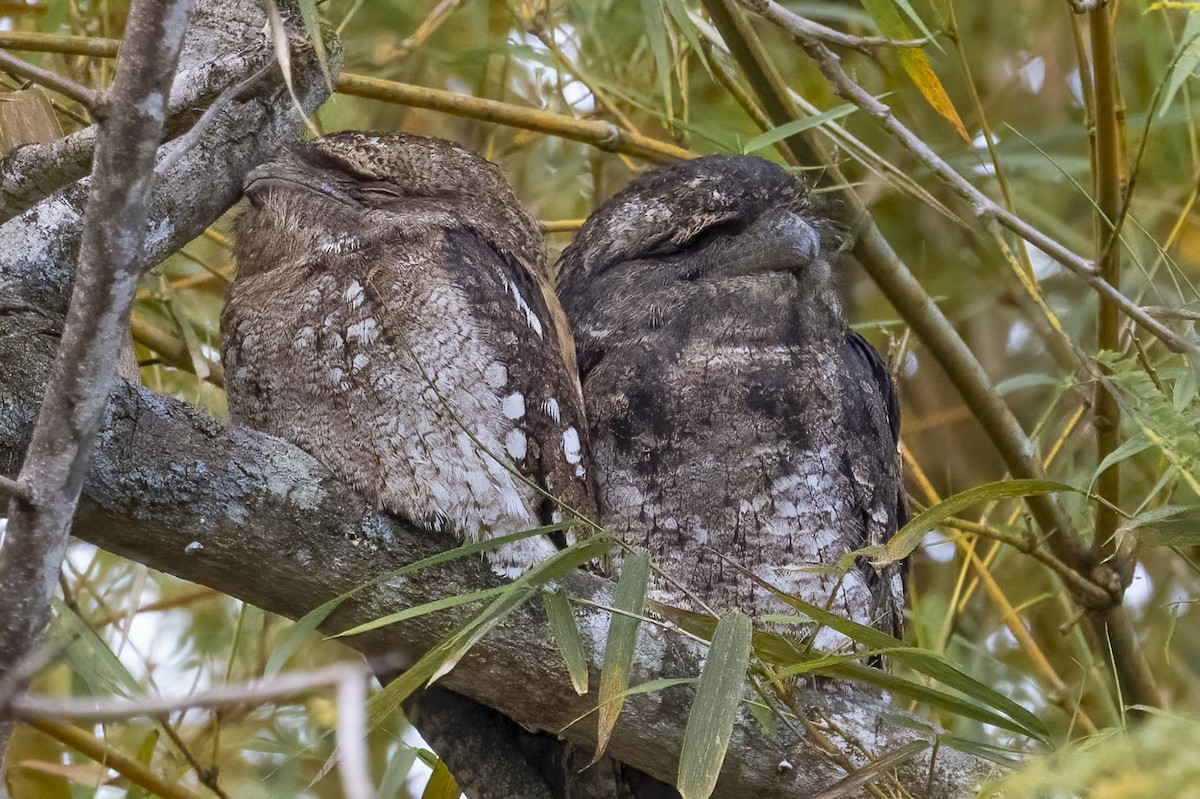 Papuan Frogmouth - ML624061810