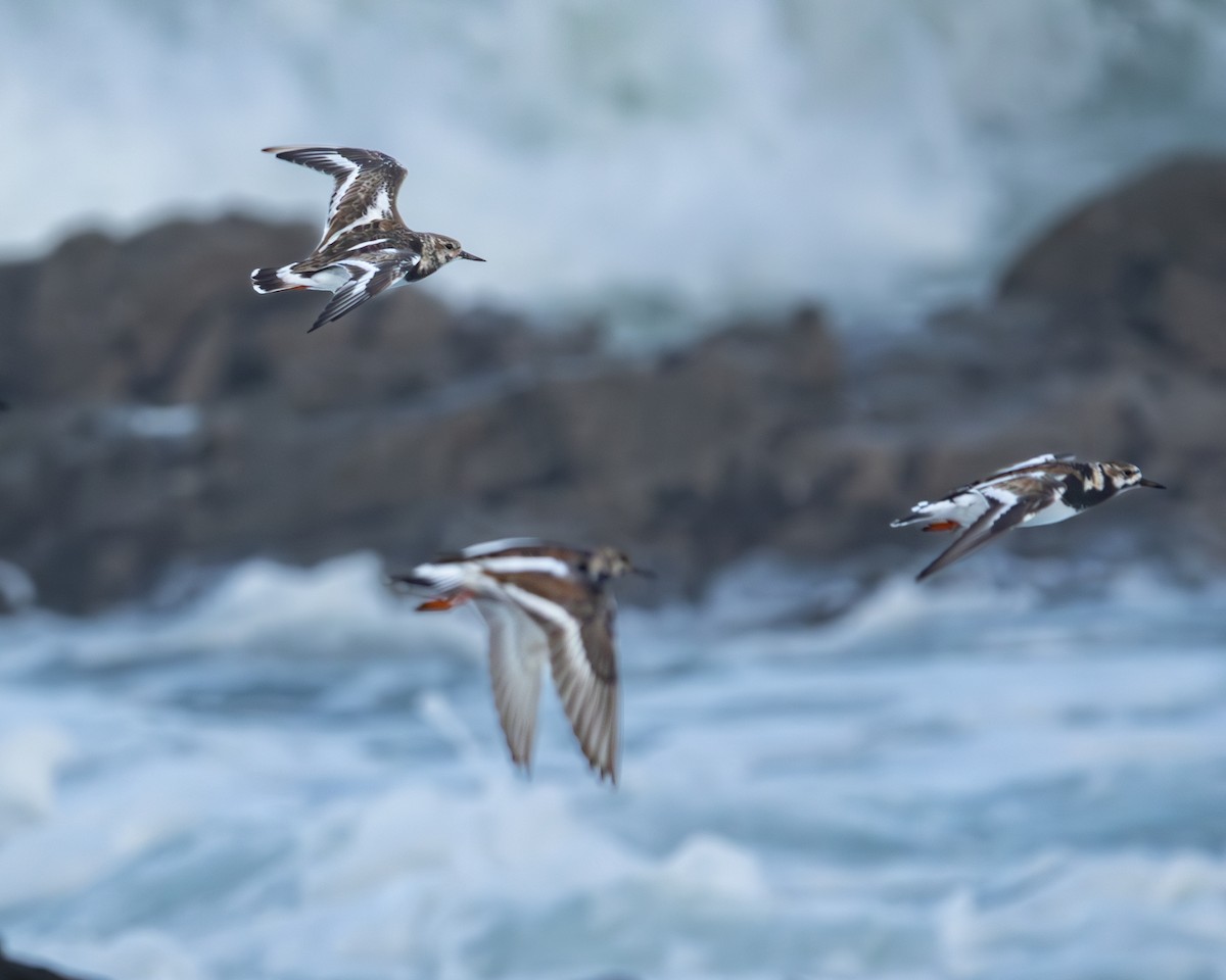 Ruddy Turnstone - ML624061813