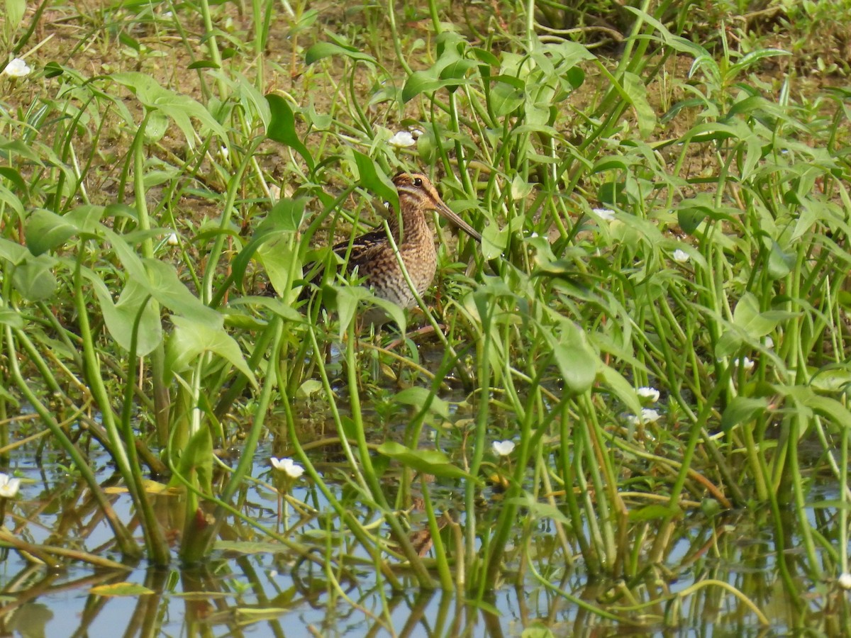 Wilson's Snipe - ML624061820