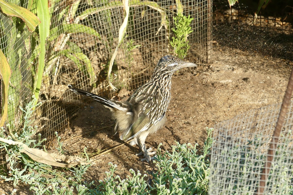 Greater Roadrunner - ML624061833