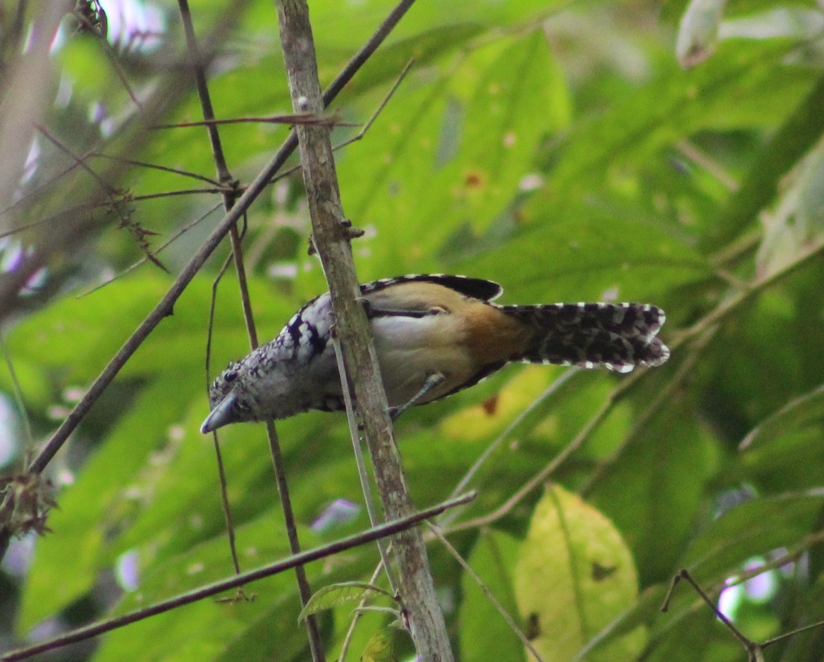 Spot-backed Antshrike - ML624061834