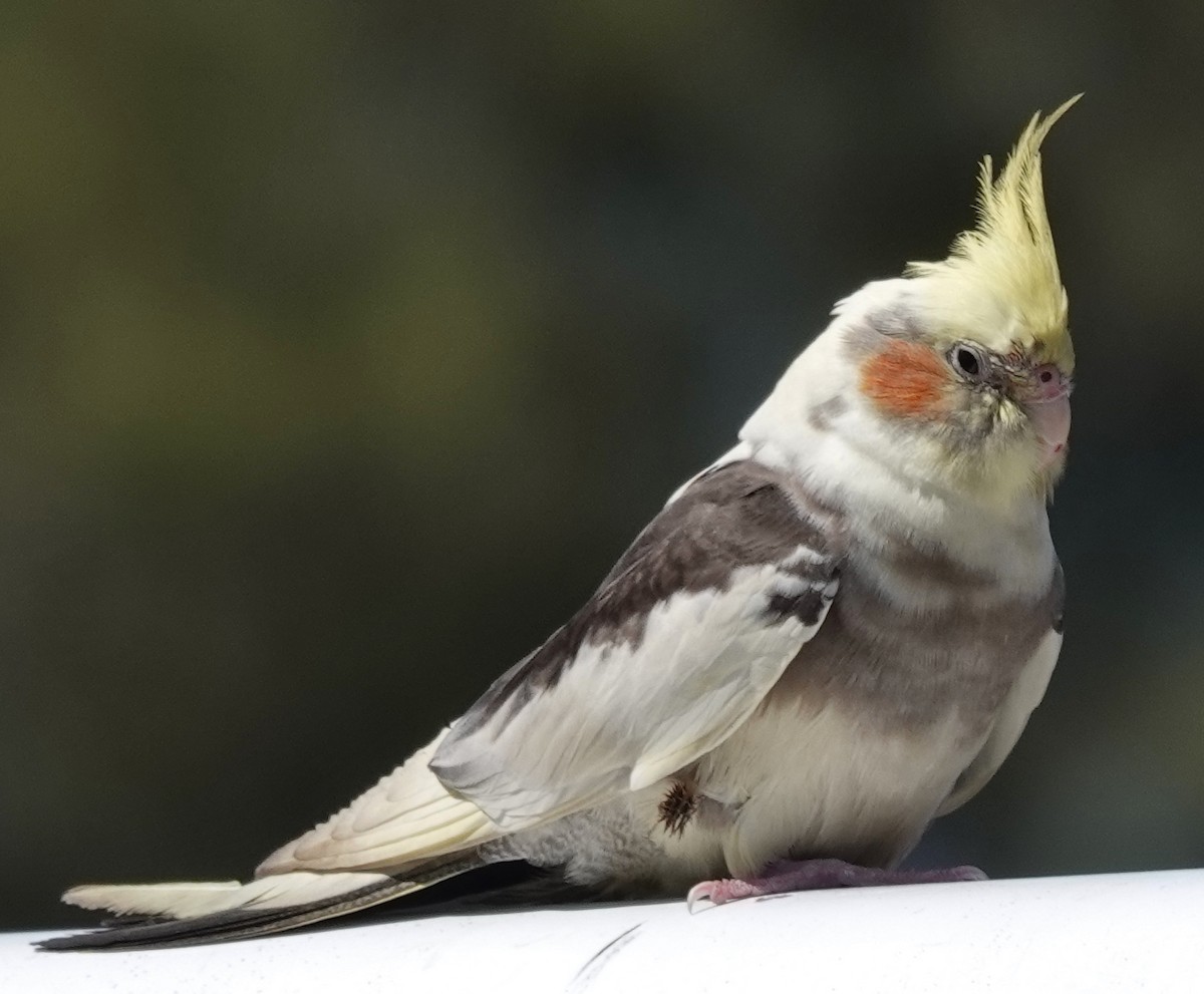 Cockatiel (Domestic type) - Alan Coates