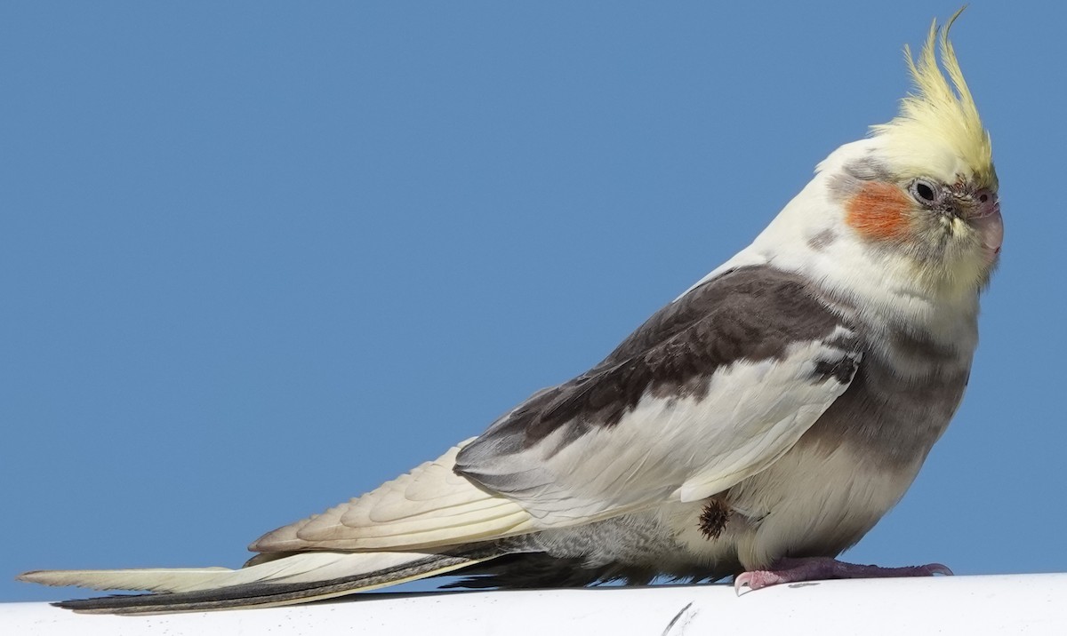 Cockatiel (Domestic type) - ML624061838