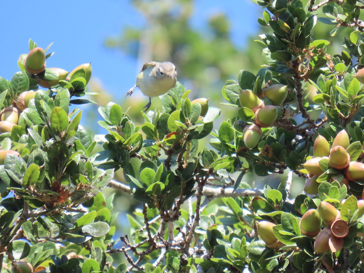 Warbling Vireo - ML624061840