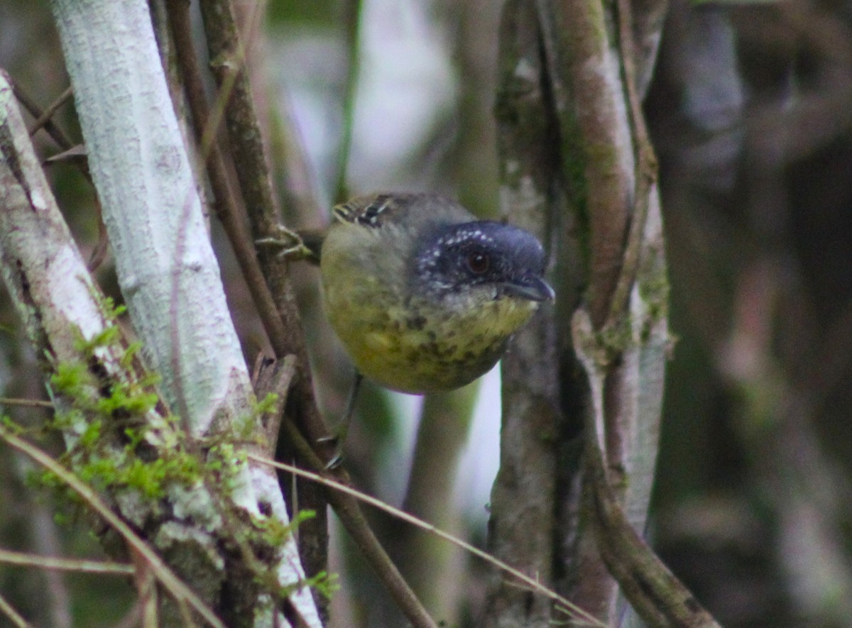 Spot-breasted Antvireo - ML624061843