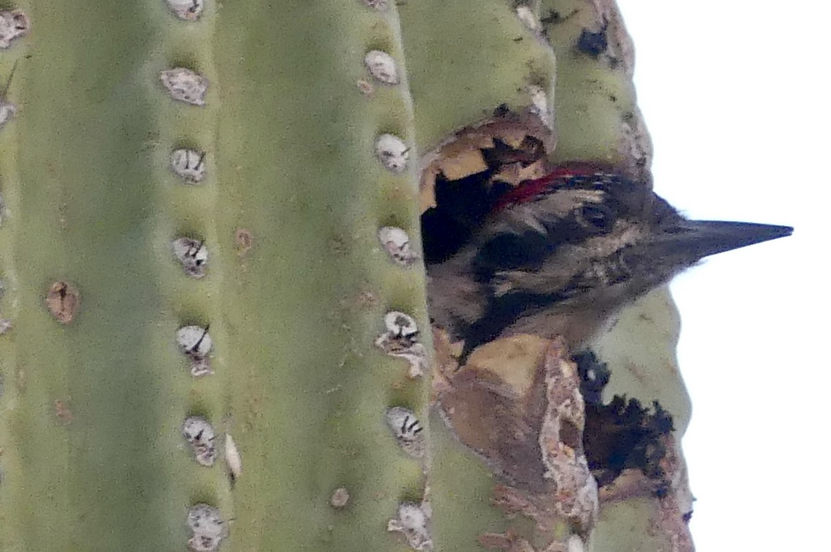 Ladder-backed Woodpecker - Dennis Wolter