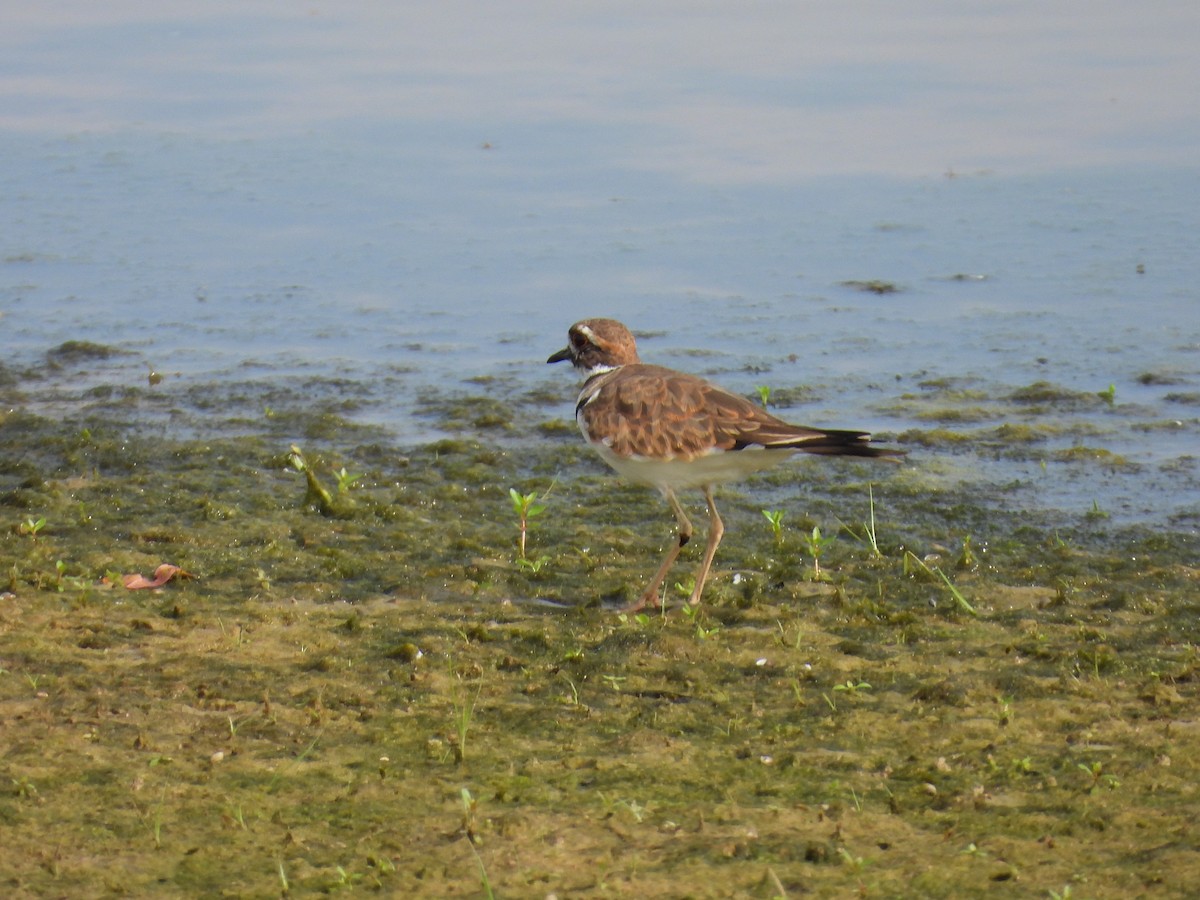 Killdeer - ML624061848