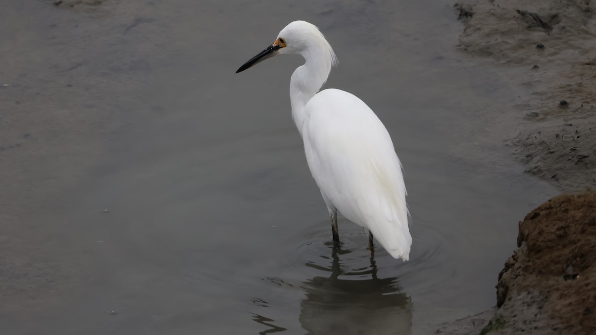 Snowy Egret - ML624061853