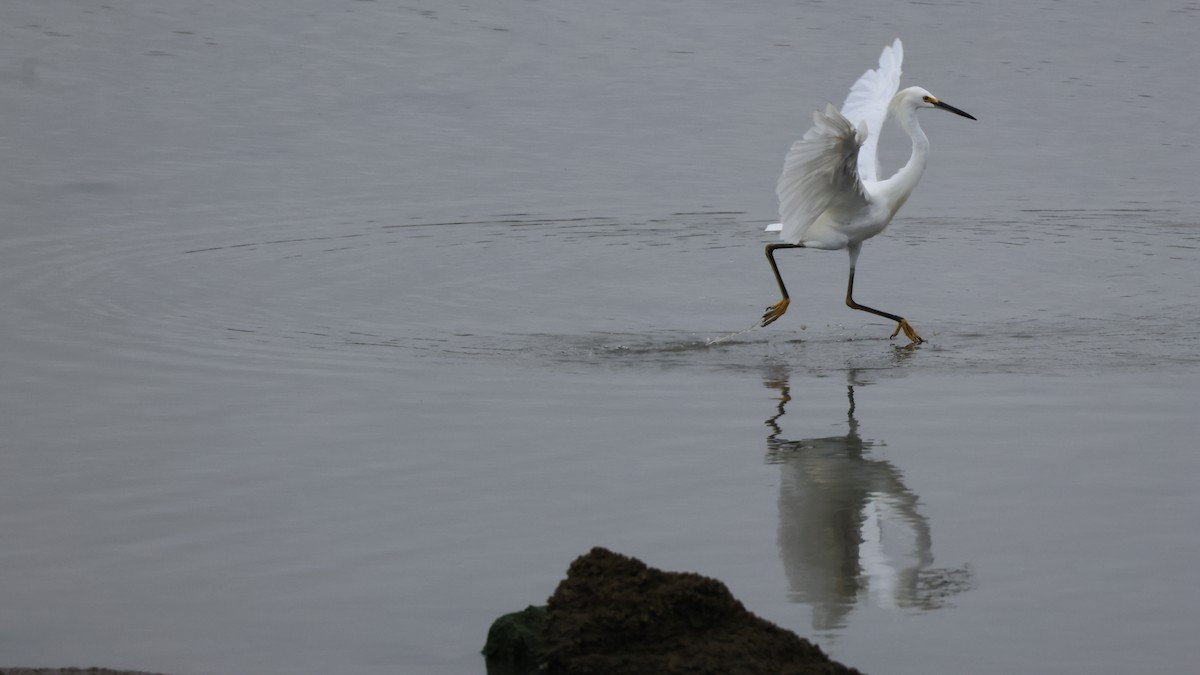 Snowy Egret - ML624061856