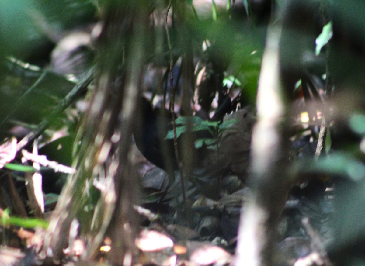 Rufous-capped Antthrush - ML624061857