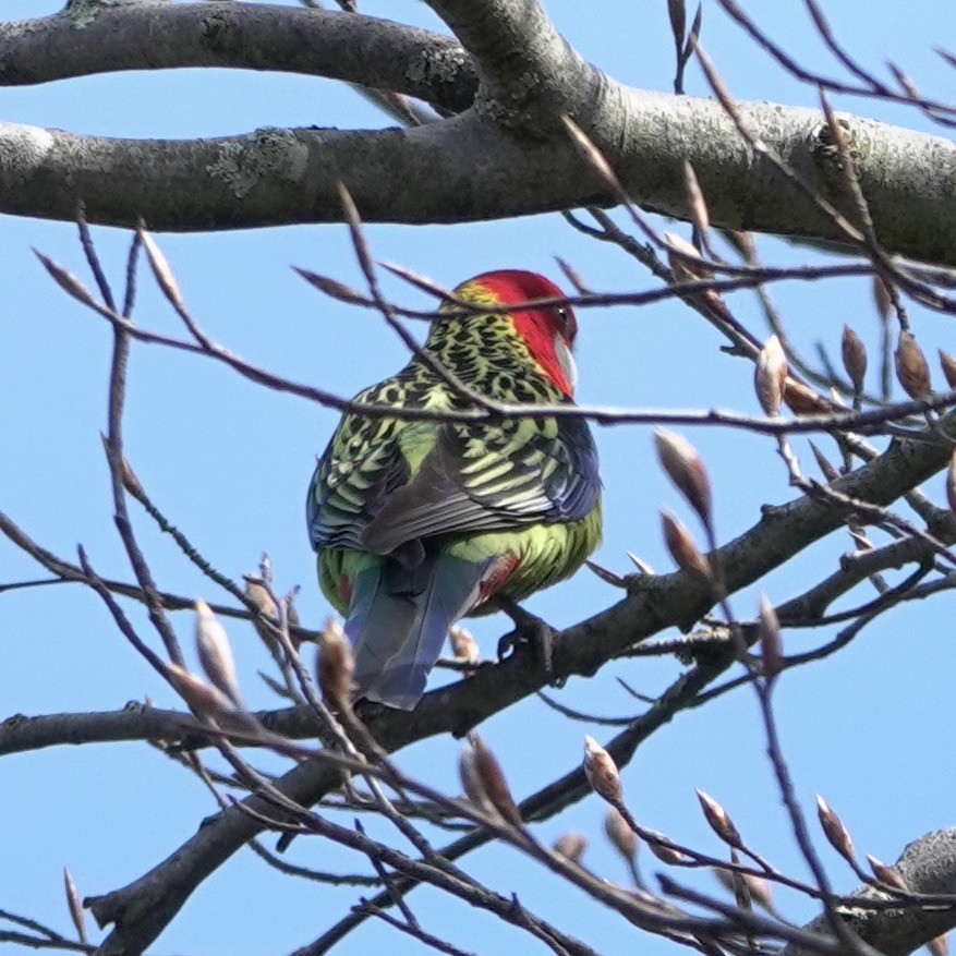 Eastern Rosella - John Beckworth