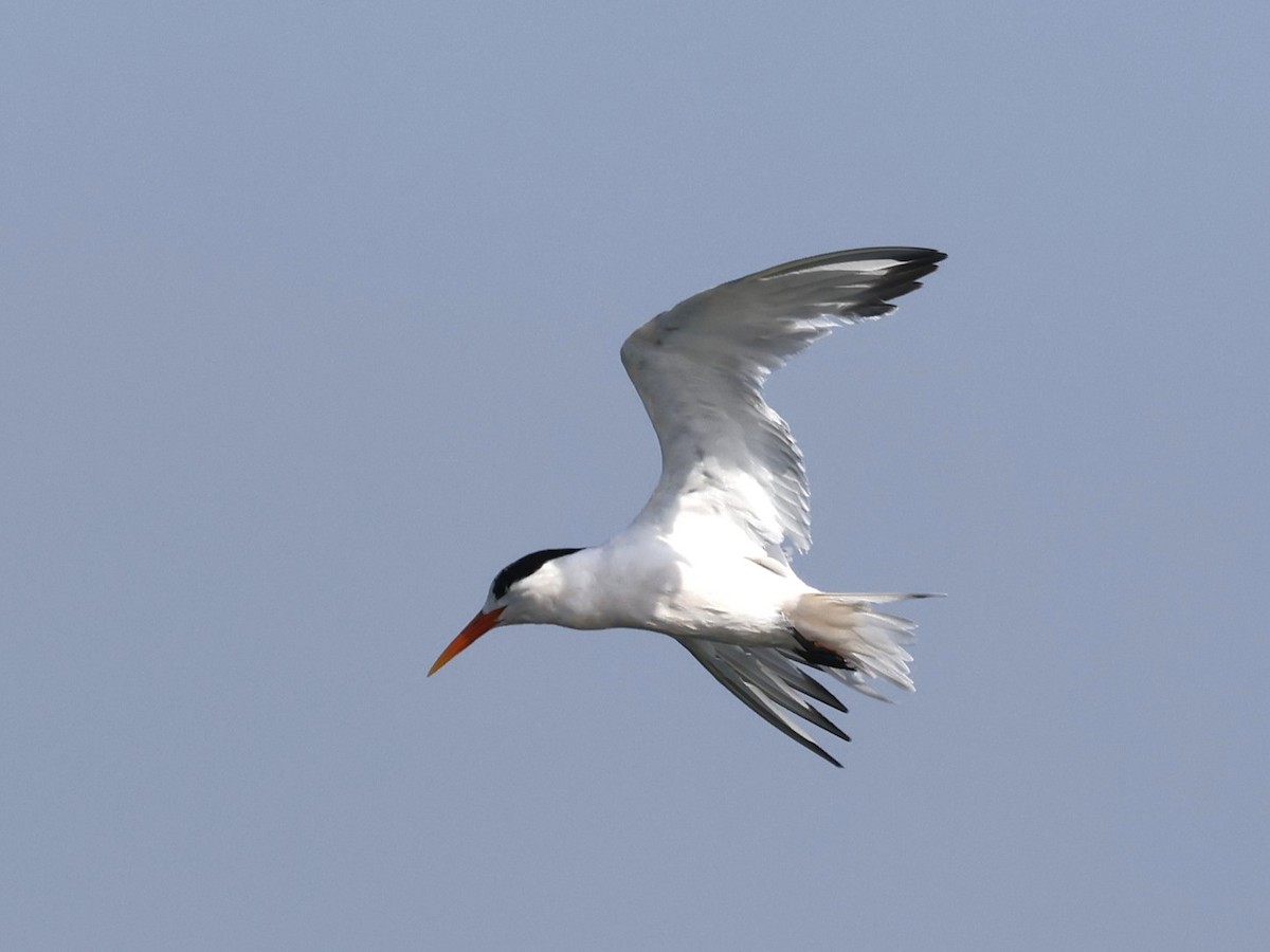 Elegant Tern - ML624061860