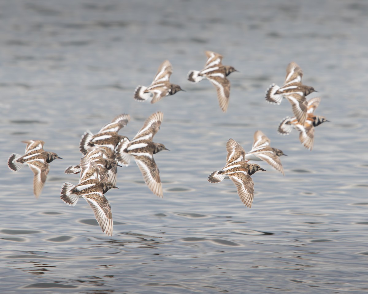 Ruddy Turnstone - ML624061868