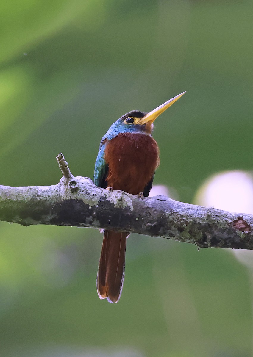 Yellow-billed Jacamar - ML624061875